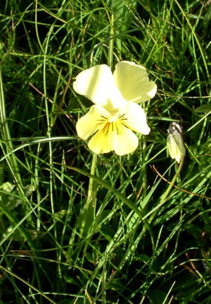 Castelluccio flowering 17