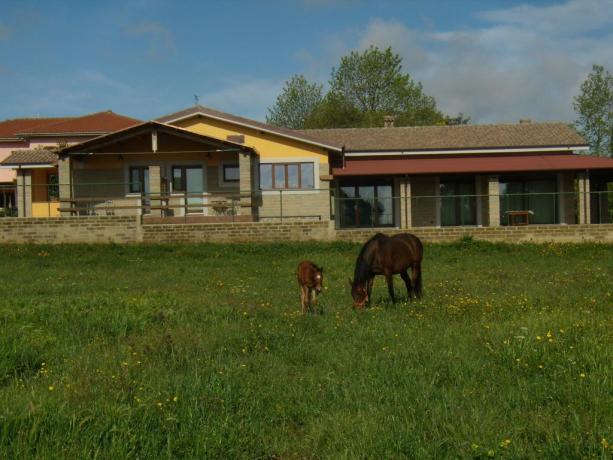 Agriturismo in Campagna con piscina : I Cavalli
