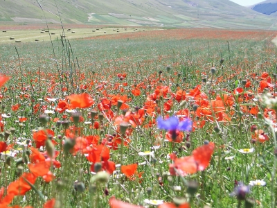 Fioritura di Castelluccio Norcia 