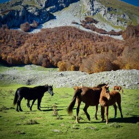 Pollino: cavalli stato brado
