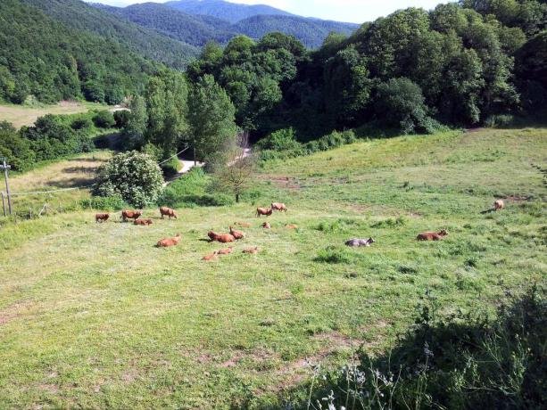 Agriturismo nel Lazio-immerso nella natura 