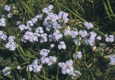 Fiore della Fioritura di Castelluccio 