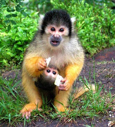 Animali esotici e campi Estivi per Bambini