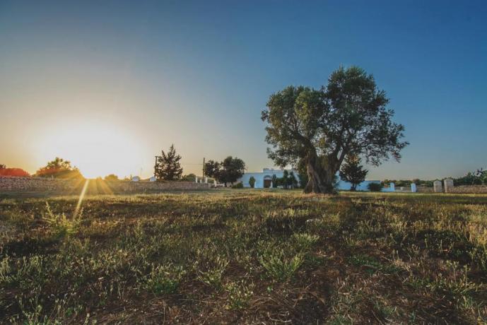 Masseria a Manduria parco naturale Salento 