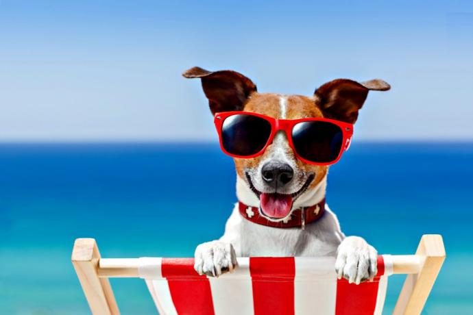 Spiaggia con cani ammessi in Veneto