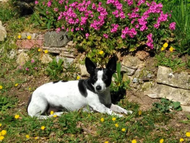 Casale pet friendly a Castiglione del Lago