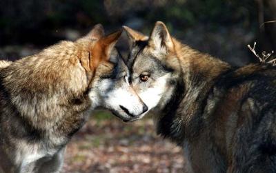 Meet the Wolf of the Majella National Park