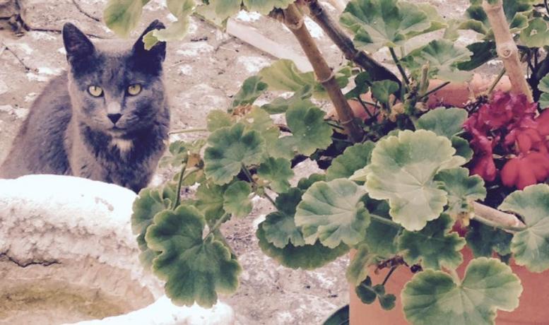 appartamenti vacanza con animali ammessi in Abruzzo