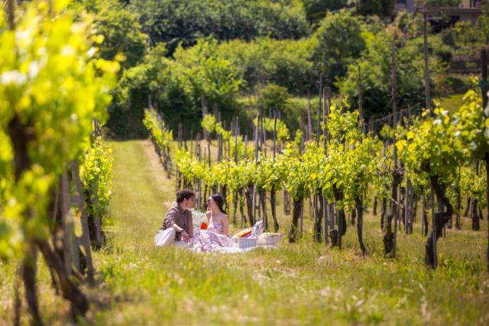 Degustazioni di vini in vigna