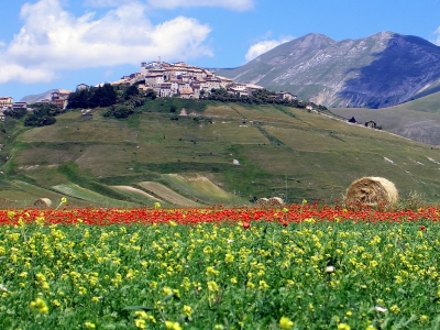 Castelluccio flowering 3