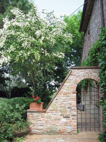 Giardino casale rustico Castiglione del Lago