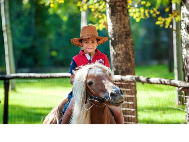 Mini pony a disposizione per lezioni e divertimento 