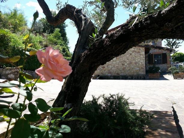 Rosa B&B casale San Terenziano vicino Bastardo