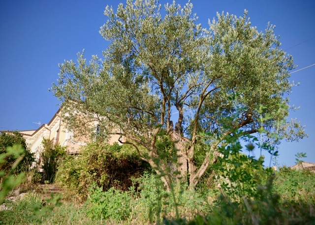 Appartamenti rurali a Fontecchio immersi nel verde 