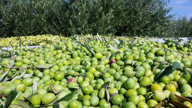 Azienda agricola produzione propria agriturismo Trapani 