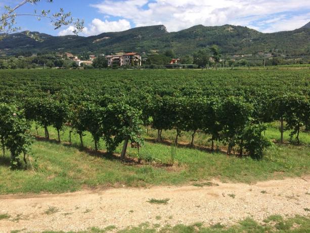 Distese verdi accanto al B&B vicino Verona