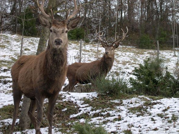 Casali con Appartamenti nel Parco del Monte Subasio 