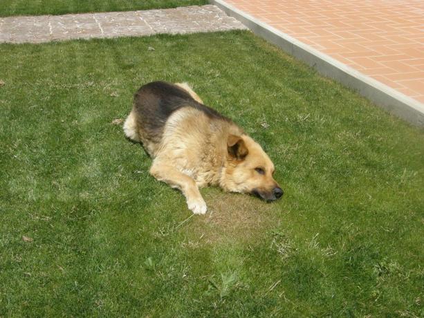 Appartamenti in Toscana animali ammessi