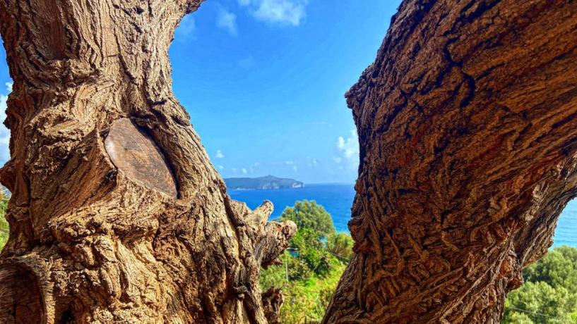 Splendida vista sul mare Agriturismo nel verde Campania 