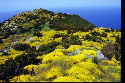 Isola di capraia prezzi hotel e agriturismo