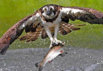 Birdwatching and fishing on holiday in Italy