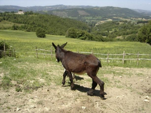 Animali