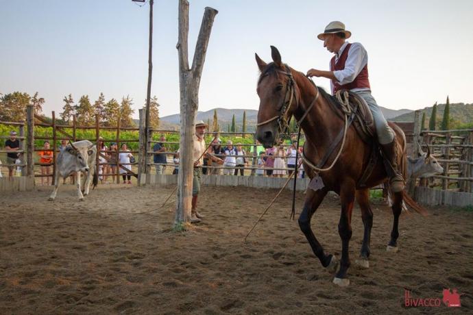 spettacolo cavalli vitelli cowboys butteri maremmani