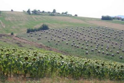 Campagna nei pressi di Jesi