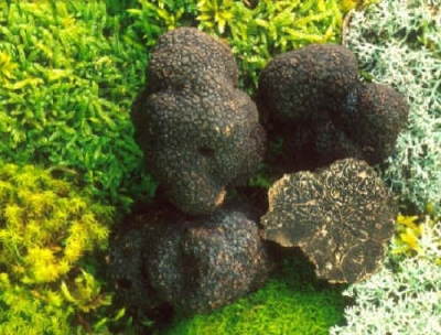 Mostra del Tartufo