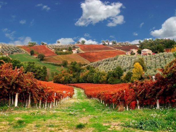 Vigneti vicino Agriturismo Montefalco 