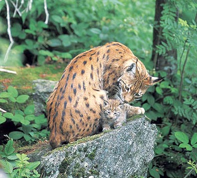 Incontrare la Lince Europea al Parco Nazionale