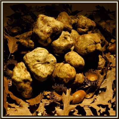 verace_tartufo bianco