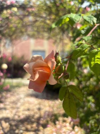 “Di rose e di altre meraviglie: fiori per tutti i sensi tra roseto e museo”