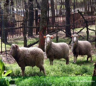 Gli animali della fattoria