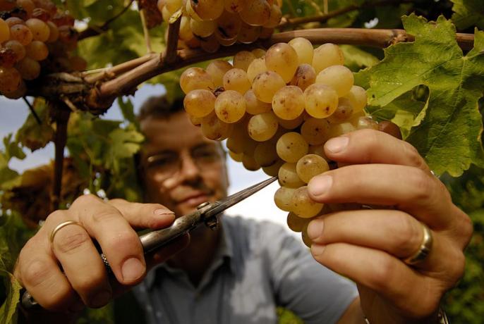 Agriturismo con Prodotti Fatti a Mano-Orbetello 