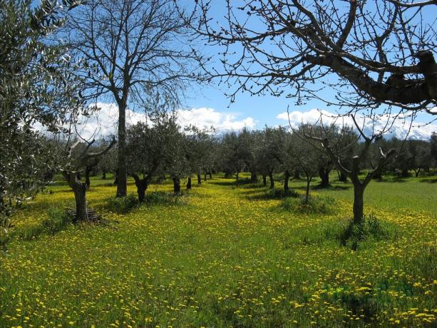 Appartamento in Abruzzo, con giardino ed uliveti	 