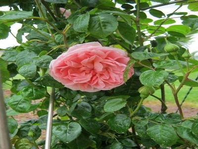 Rose David Austin giardino per Feste vicino Assisi 