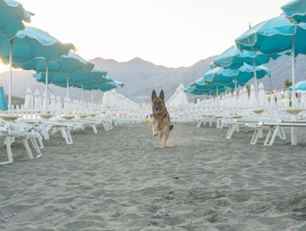 Spiaggia con ampia distanza tra gli ombrelloni