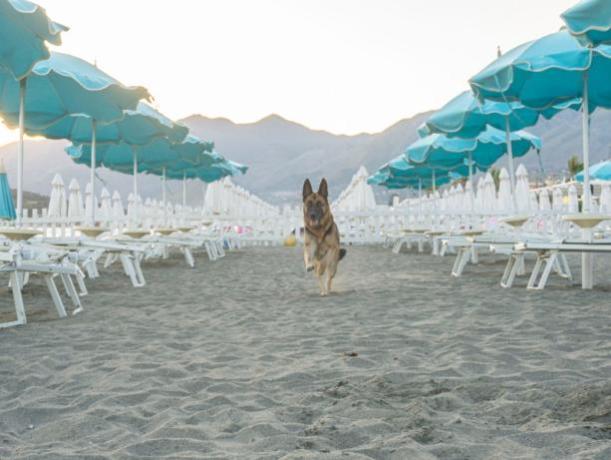 Spiaggia con ampia distanza tra gli ombrelloni 