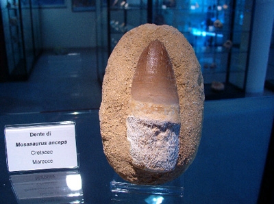Museo storia naturale giardini naxos