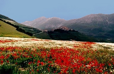 Castelluccio flowering 6