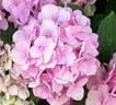 vivaio-roma-azalee-ortensie-rododendri