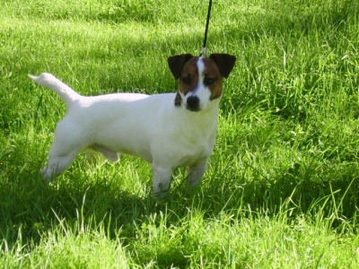 allevamenti-cuccioli-jack-russel-terrier