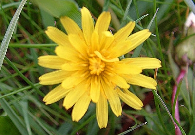 Fiore della Fioritura di Castelluccio 