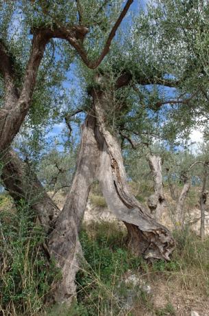 Ulivi secolari nelle campagne umbre