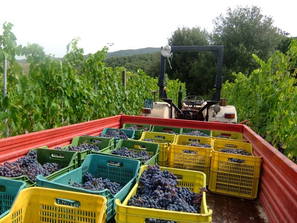 Produzione di Vino in Agriturismo 