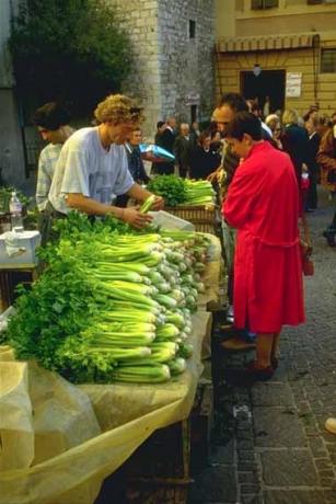 Trevi black celery