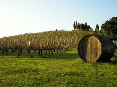 Vigna sulle colline del Chianti