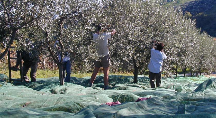 Raccolta delle olive, agriturismo a Penne 