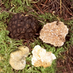 tartufo nero
